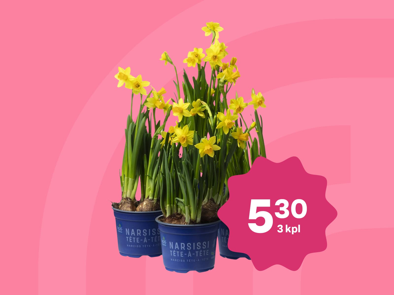 Kotimaista-narsissi Tête-à-Tête ruukku 12cm: 3 kpl = 5,30 €