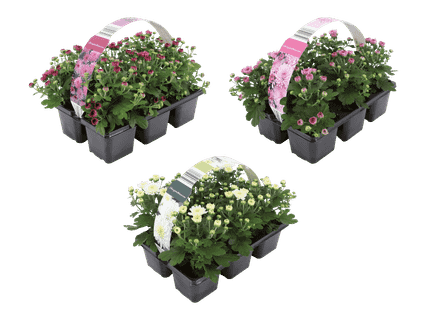 Krysanteemi 6 kpl 5,99 €
