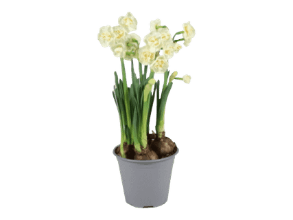 Kotimainen perunanarsissi 3,99 €