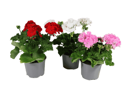 Kotimainen pelargoni 2,99 €