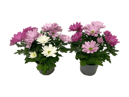 Kotimainen krysanteemi-trio pink mix