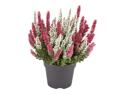 Kaksivärinen calluna 3 kpl