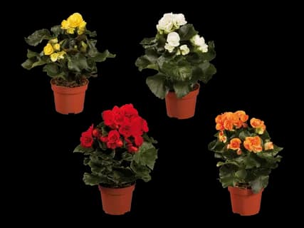 Kotimainen ruusubegonia 3,99 €