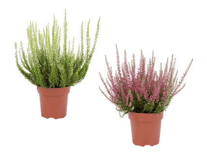 Calluna