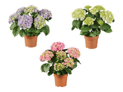 Kotimainen hortensia