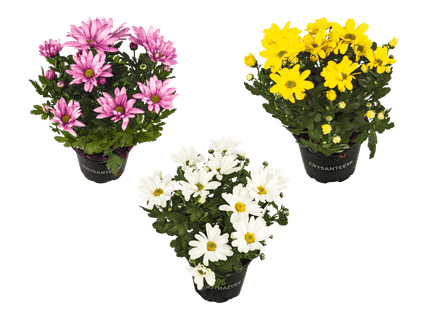 Kotimainen krysanteemi 2,79 €