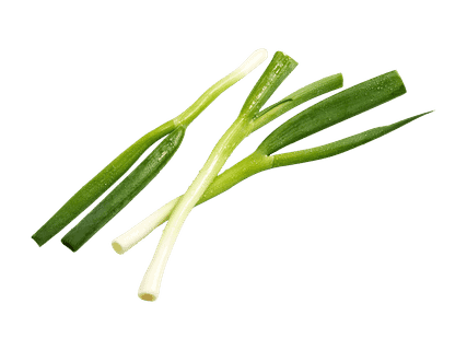 Sipulinippu