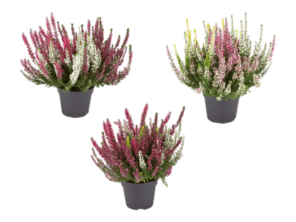 Kolmivärinen calluna 3 kpl
