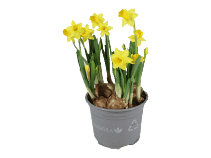 Kotimainen tete-narsissi 2,29 €