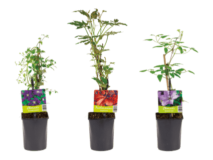 Köynnöskasvimix 3,49 €