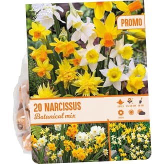 Narsissi 20 kpl Narcissus Botanical mix