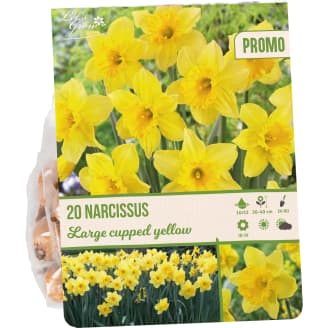 Narsissi 20 kpl Narcissus Large cupped yellow