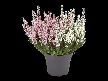 Kaksivärinen calluna